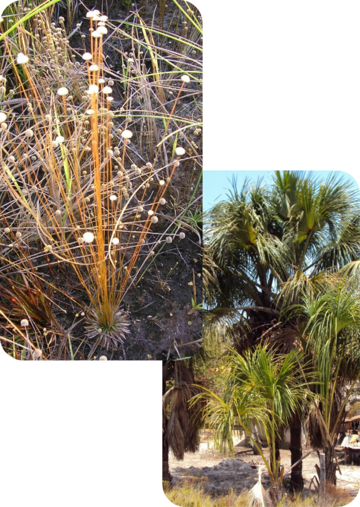 Capim Dourado e Buriti Plantas: Capim Dourado do Jalapão e Palmeira da fibra de Buriti
